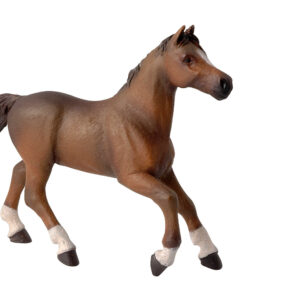 PAPO - Anglo-Arabian mare