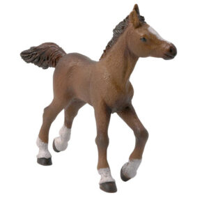 PAPO - Anglo-Arabian foal