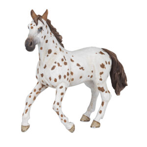 PAPO - Appaloosa Stud
