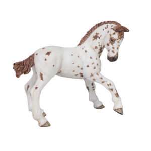 PAPO - Appaloosa foal