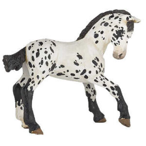 PAPO - Appaloosa foal Black