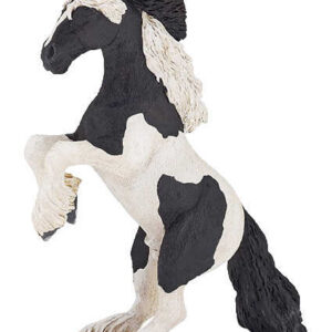 CHAT - Steigender Cob