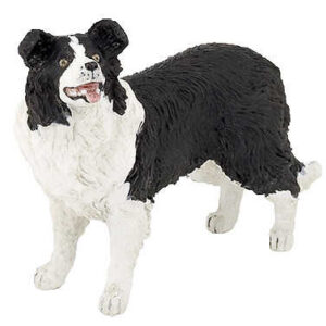 PAPO - Border Collie