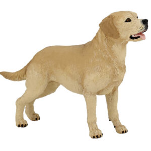 CHAT - Labrador