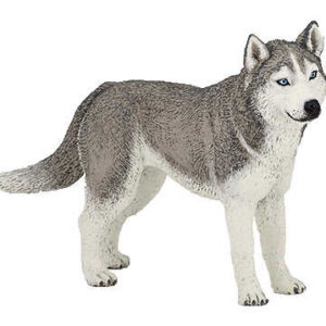 PAPO - Siberian Husky