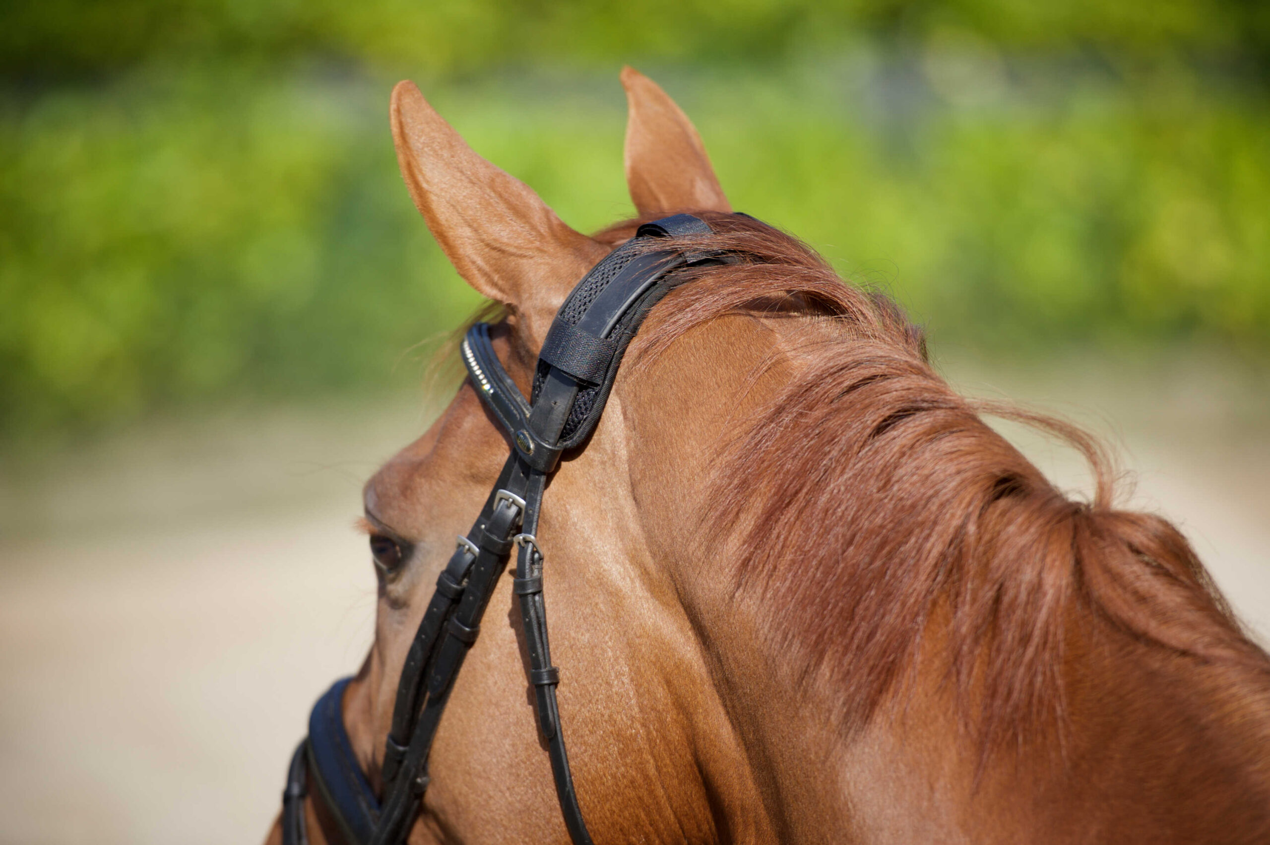 Neck protection BACK ON TRACK® with scratch