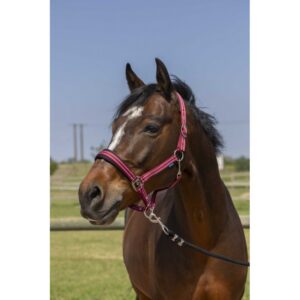NORTON - 4lines - Headcollar