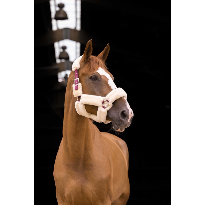 EQUITHÈME Teddy halter - Image 4