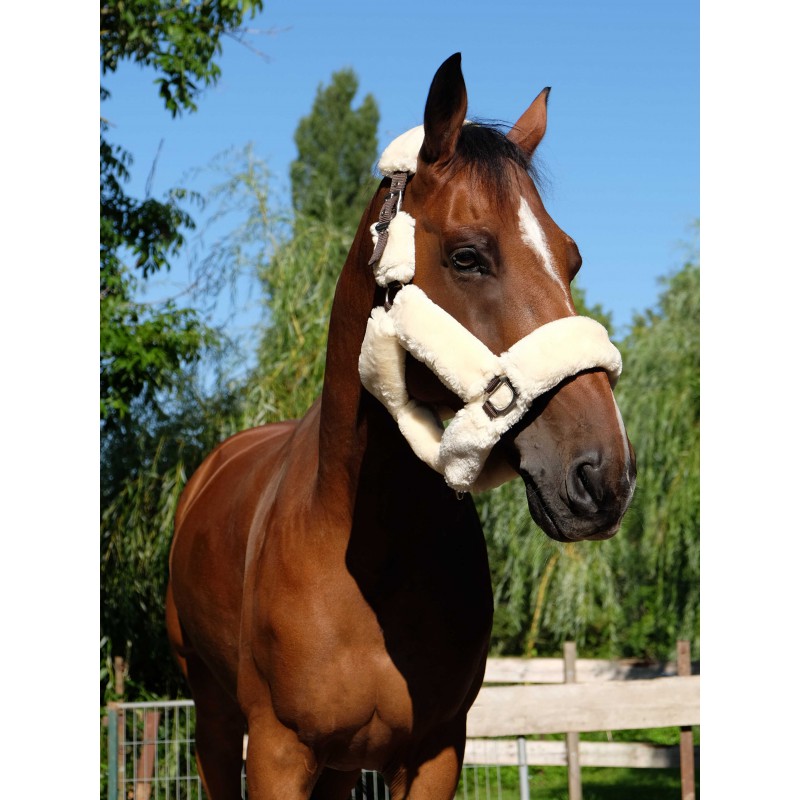 EQUITHÈME Teddy halter - Image 10