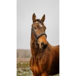 NORTON CLUB - Diva - Bridle