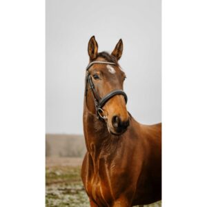 NORTON CLUB - Diva - Bridle