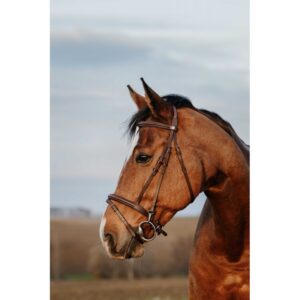 NORTON CLUB - Easy - Bridle