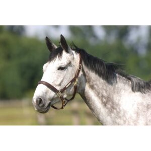 NORTON CLUB halter with double closure