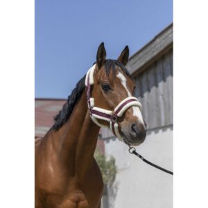 NORTON - Cosy - Headcollar