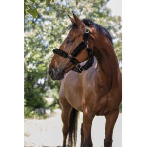 NORTON Full Synthetic Sheepskin Headcollar