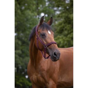 Nylon halter NORTON - Lined with neoprene