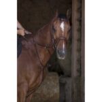 NORTON PRO Running Martingale - Image 3