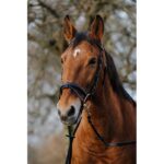 NORTON Training Bridle PVC - Image 5