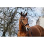 NORTON Training Bridle PVC - Image 6
