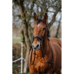 NORTON Training Bridle PVC - Image 4