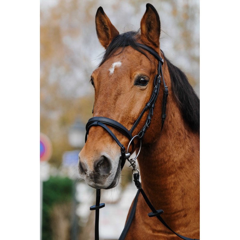 NORTON Training Bridle PVC