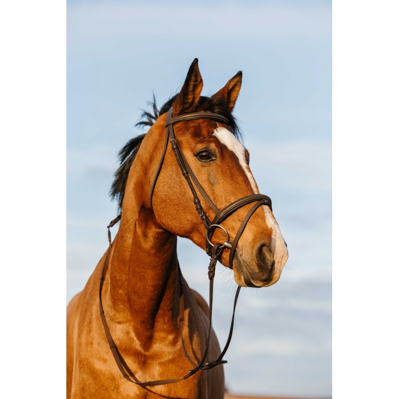 RIDING WORLD Bridle - Padded combined noseband