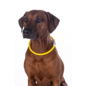 HKM Illuminated collar for dogs -LED-