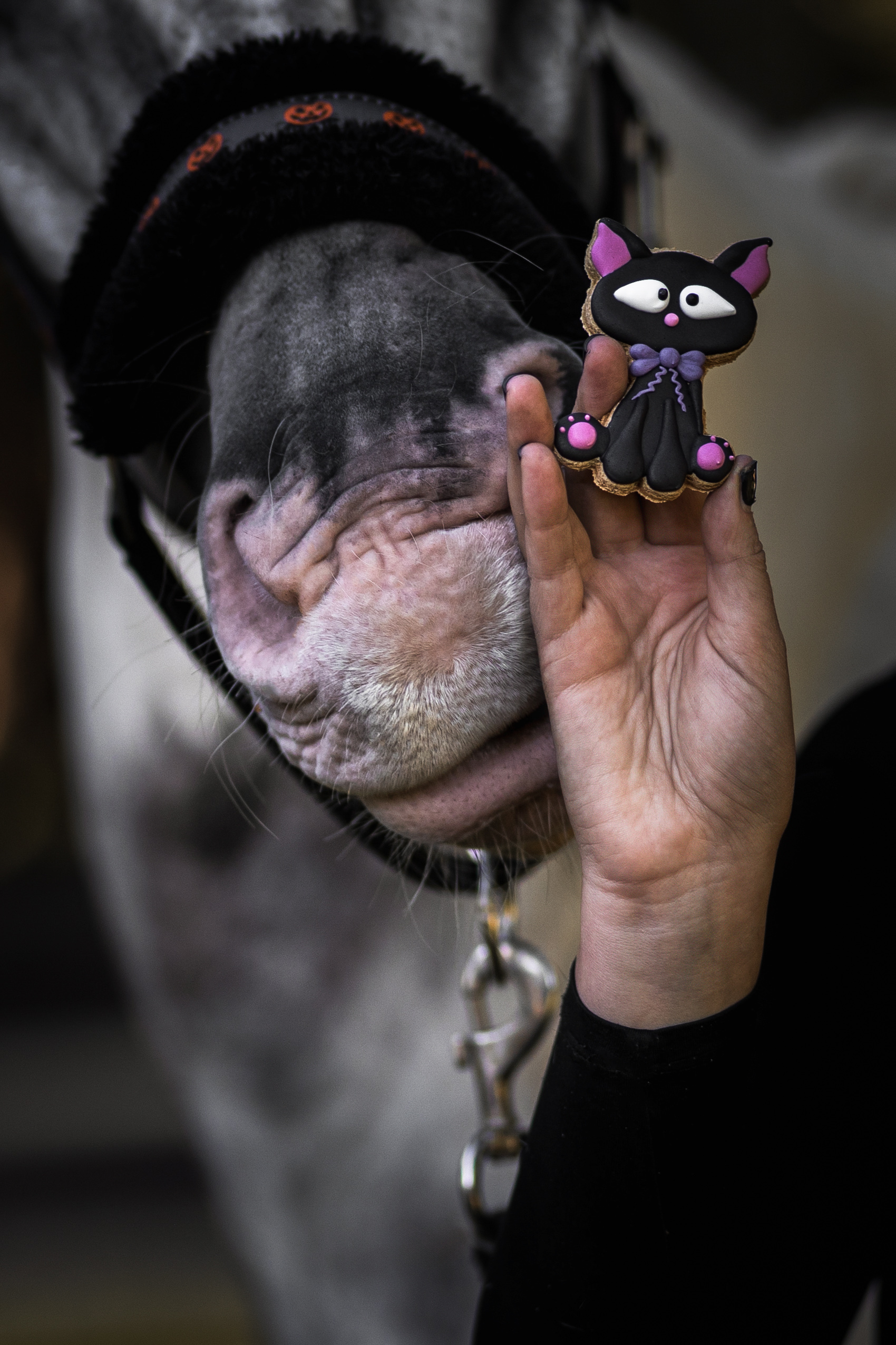 CANDY HORSE Cookie with icing HALLOWEEN BLACK CAT - Image 3