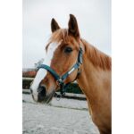 EQUITHÈME Halter - Opal - Image 12