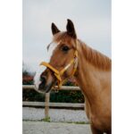 EQUITHÈME Halter - Opal - Image 2