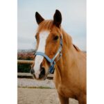 EQUITHÈME Halter - Opal - Image 4