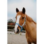 EQUITHÈME Halter - Opal - Image 7