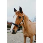 EQUITHÈME Halter - Opal - Image 8