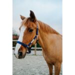 EQUITHÈME Halter - Opal - Image 10