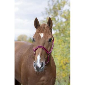NORTON Leather Lined Nylon Headcollar - Stripe