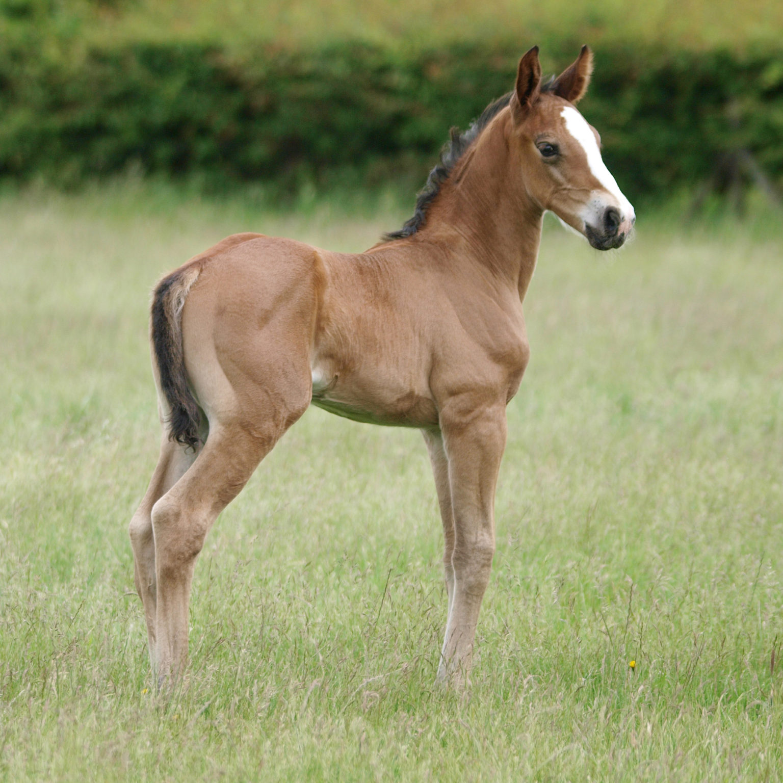 NATHALIE HORSE CARE Foal shampoo 500 ml. - Image 2